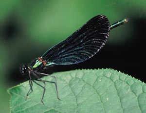 Calopteyx virgo