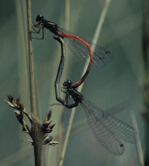 Ceriagrion tenelum