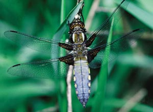 Libellula depressa